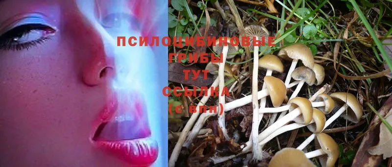 маркетплейс официальный сайт  Апатиты  Псилоцибиновые грибы Psilocybe 